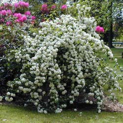 Viorne Boule de neige / Viburnum opulus 'Roseum'